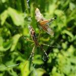 Long-tailed St. Andrews Cross Spider (Argiope protensa) with grasshopper, Alice Springs NT