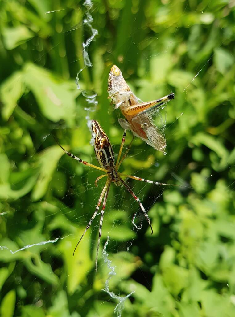 Long-tailed St. Andrews Cross Spider (Argiope protensa) with grasshopper, Alice Springs NT