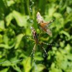 Long-tailed St. Andrews Cross Spider (Argiope protensa) with grasshopper, Alice Springs NT