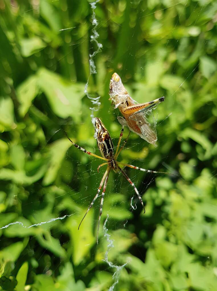 Long-tailed St. Andrews Cross Spider (Argiope protensa) with grasshopper, Alice Springs NT