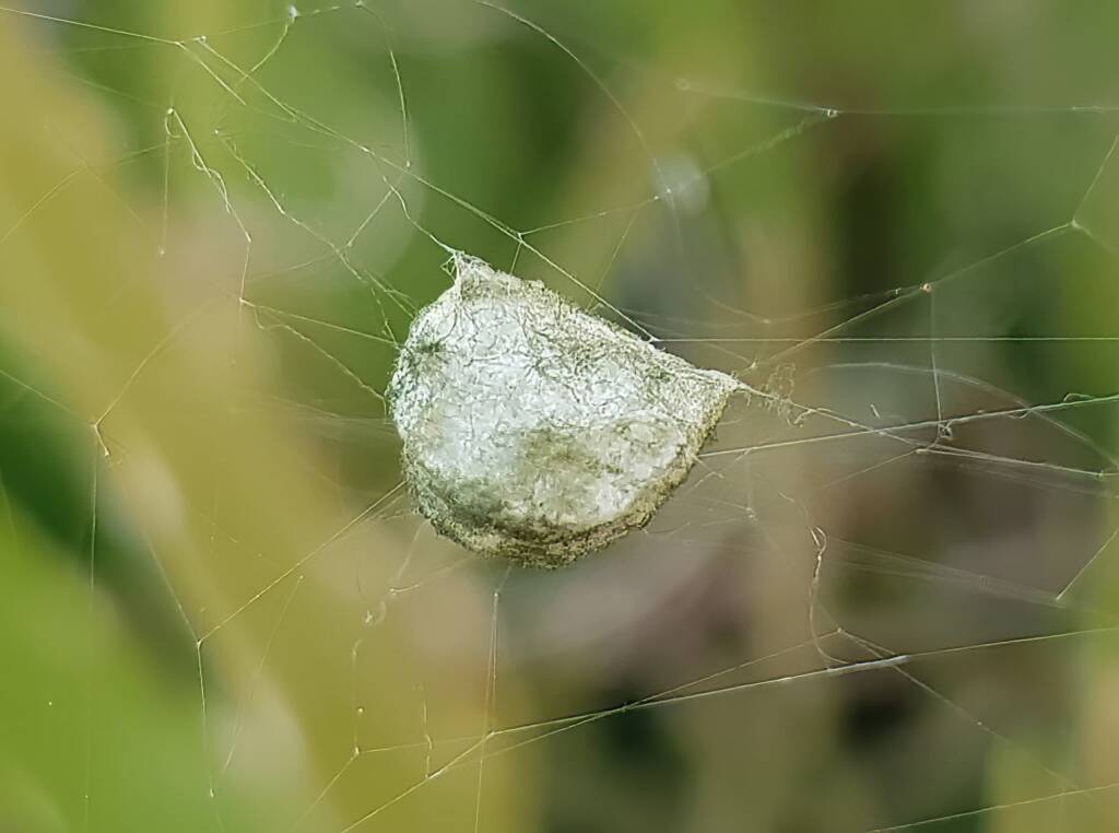 Long-tailed St. Andrews Cross Spider (Argiope protensa) egg sac, Alice Springs NT