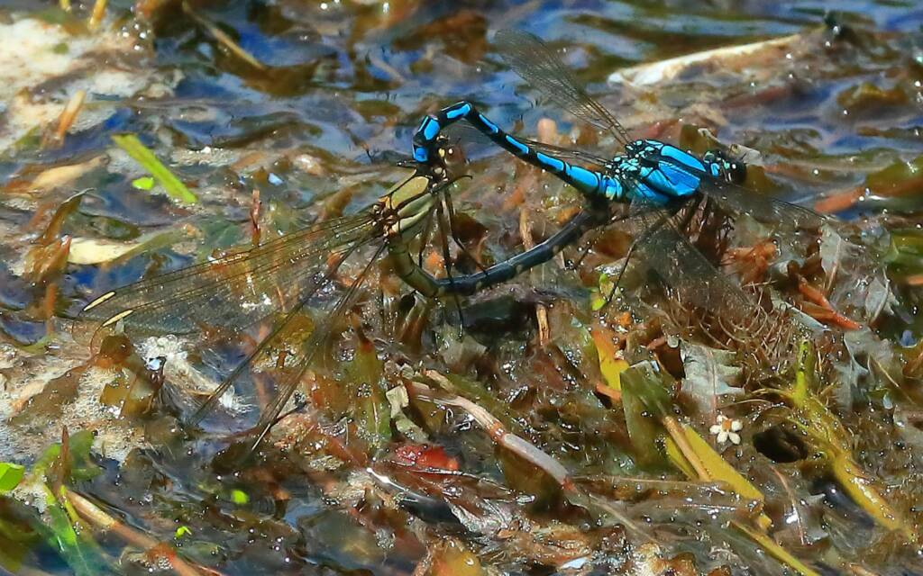 Arrowhead Rockmaster (Diphlebia nymphoides) pair at Guy Fawkes River, Ebor NSW © Jeff Melvaine