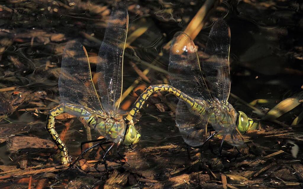 Australian Emperor (Anax papuensis) pair, Wynnum North QLD © Jeff Melvaine