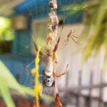 Female and male Australian Golden Orb Weaver Spider (Trichonephila edulis), Alice Springs NT