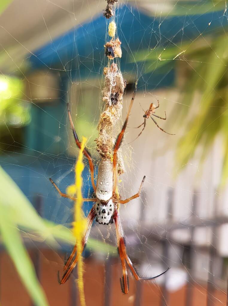 Female and male Australian Golden Orb Weaver Spider (Trichonephila edulis), Alice Springs NT