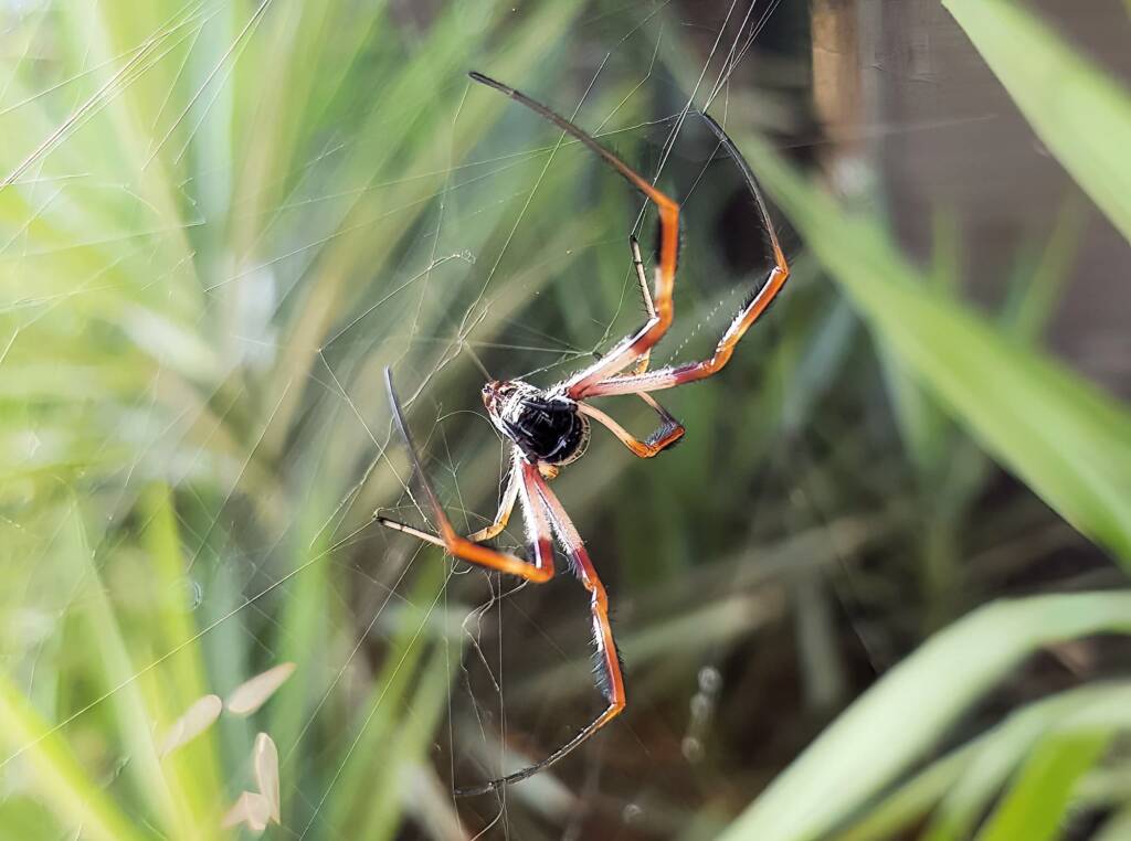 Female Australian Golden Orb Weaver Spider (Trichonephila edulis), Alice Springs NT