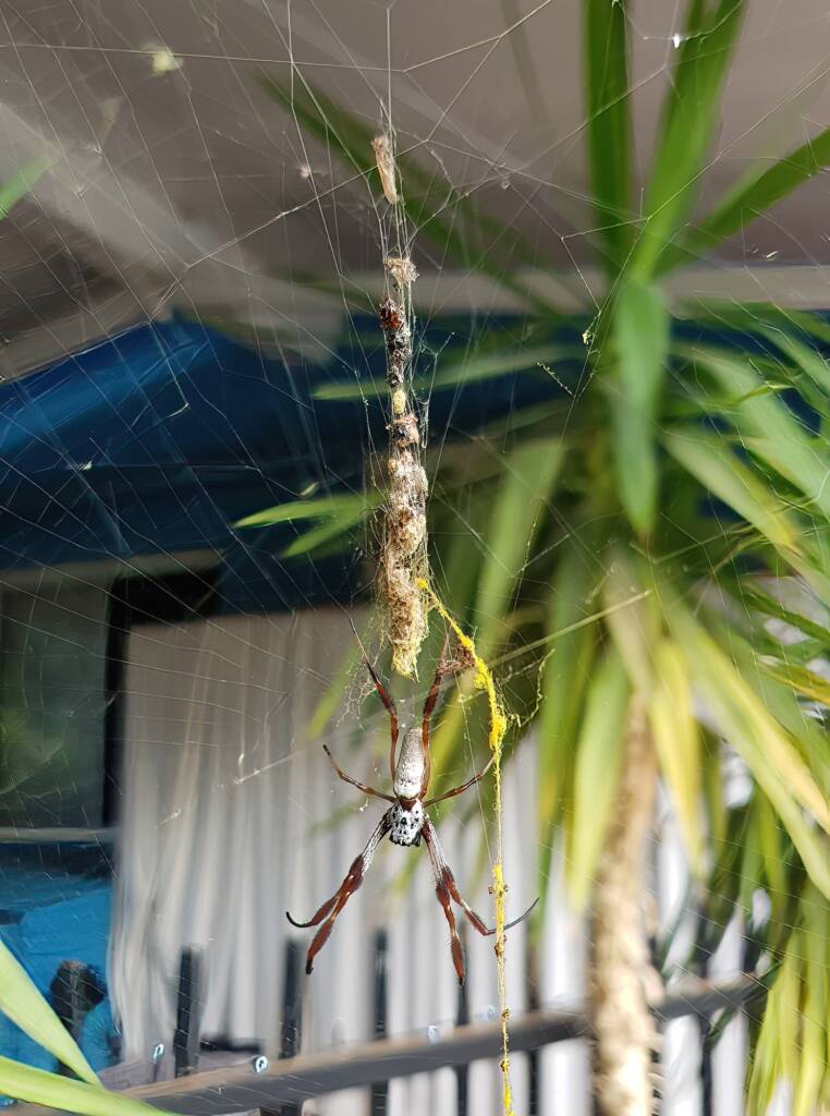 Web of an Australian Golden Orb Weaver Spider (Trichonephila edulis), Alice Springs NT