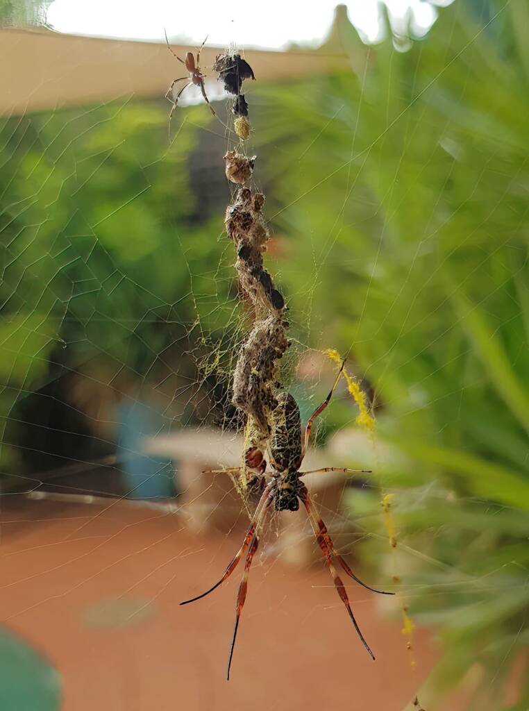 Male Australian Golden Orb Weaver Spider (Trichonephila edulis), Alice Springs NT