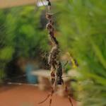 Male Australian Golden Orb Weaver Spider (Trichonephila edulis), Alice Springs NT