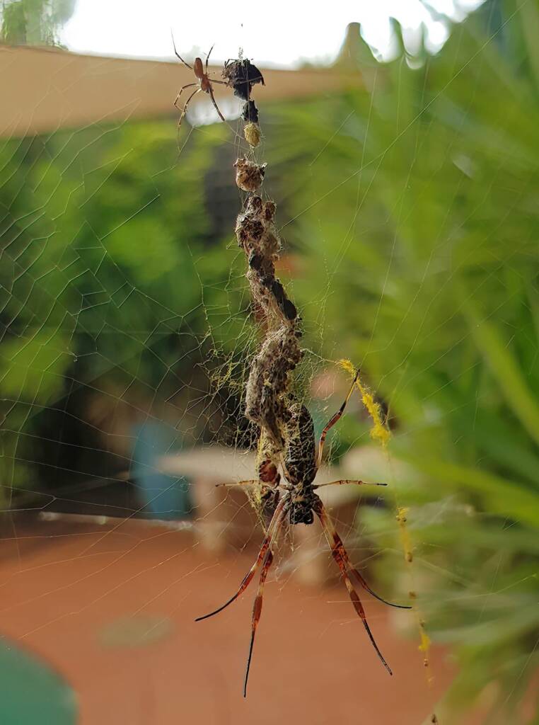 Male Australian Golden Orb Weaver Spider (Trichonephila edulis), Alice Springs NT