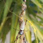 Female and male Australian Golden Orb Weaver Spider (Trichonephila edulis), Alice Springs NT