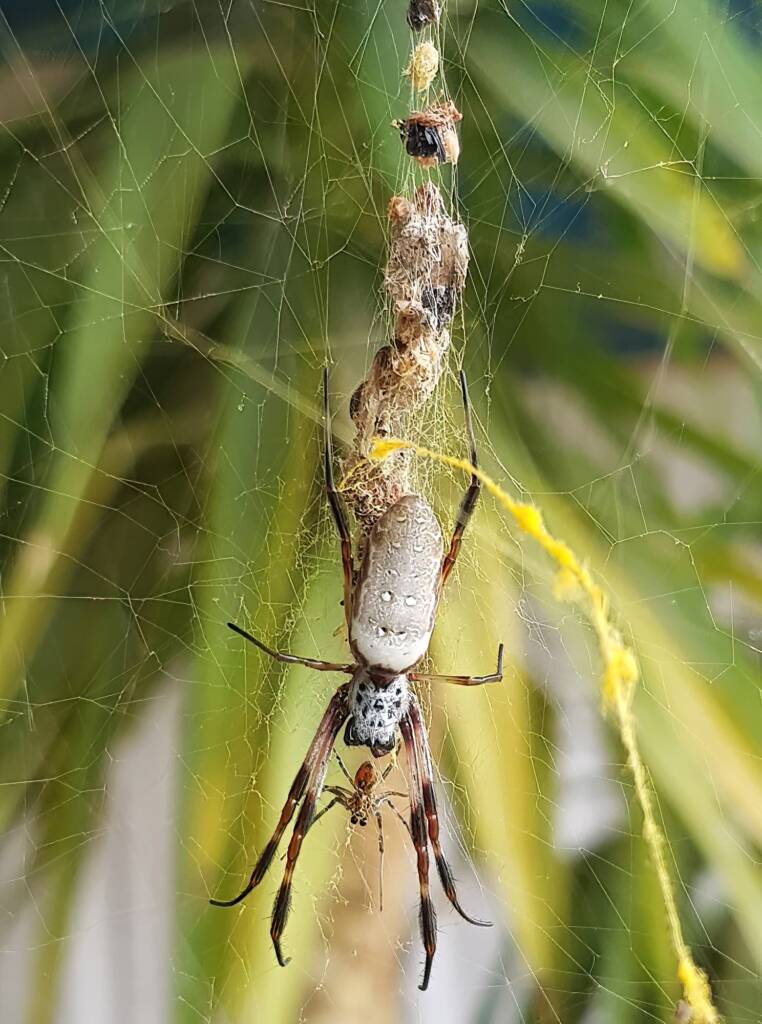 Female and male Australian Golden Orb Weaver Spider (Trichonephila edulis), Alice Springs NT