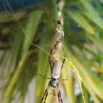 Female and male Australian Golden Orb Weaver Spider (Trichonephila edulis), Alice Springs NT