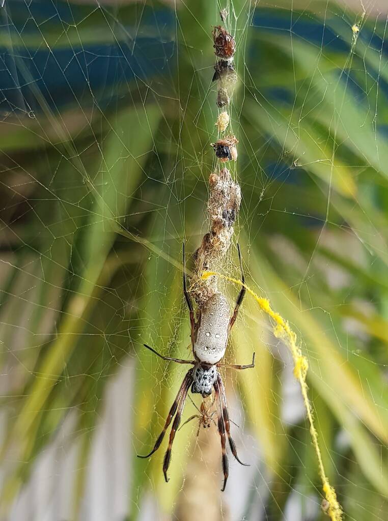 Female and male Australian Golden Orb Weaver Spider (Trichonephila edulis), Alice Springs NT