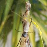Female and male Australian Golden Orb Weaver Spider (Trichonephila edulis), Alice Springs NT