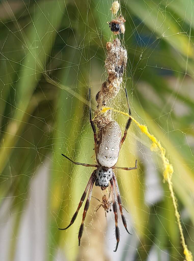 Female and male Australian Golden Orb Weaver Spider (Trichonephila edulis), Alice Springs NT