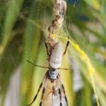 Female and male Australian Golden Orb Weaver Spider (Trichonephila edulis), Alice Springs NT