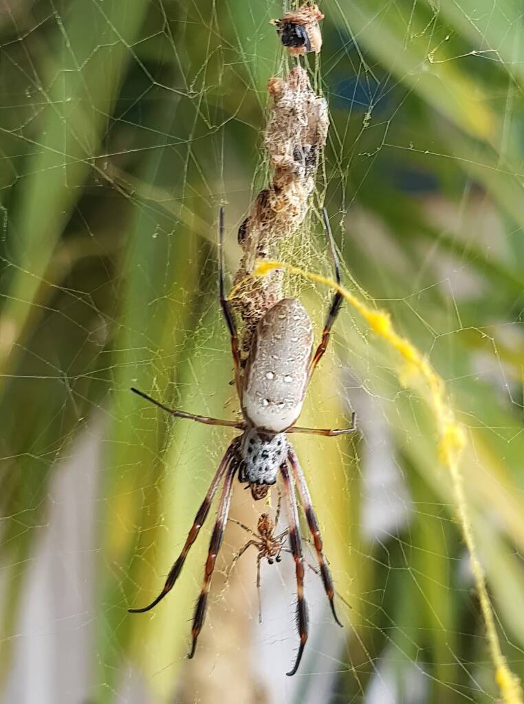 Female and male Australian Golden Orb Weaver Spider (Trichonephila edulis), Alice Springs NT