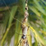 Female and male Australian Golden Orb Weaver Spider (Trichonephila edulis), Alice Springs NT
