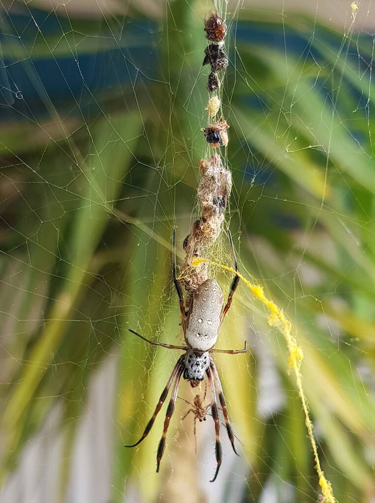 Female and male Australian Golden Orb Weaver Spider (Trichonephila edulis), Alice Springs NT