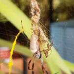Female and male Australian Golden Orb Weaver Spider (Trichonephila edulis), Alice Springs NT