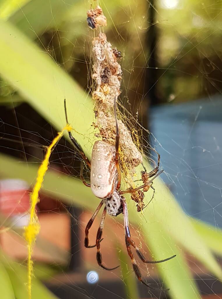 Female and male Australian Golden Orb Weaver Spider (Trichonephila edulis), Alice Springs NT