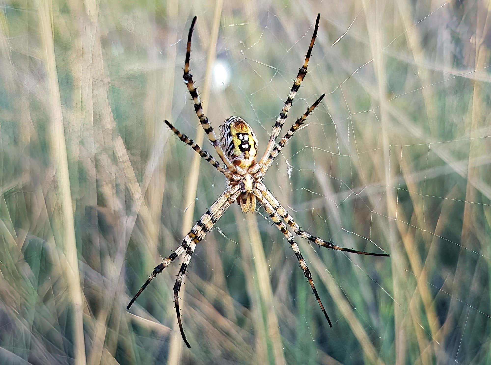 Banded Garden Spider (Argiope trifasciata), Alice Springs NT