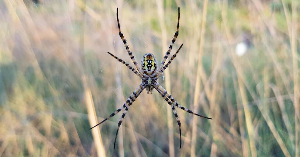 Banded Garden Spider (Argiope trifasciata), Alice Springs NT