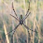 Banded Garden Spider (Argiope trifasciata), Alice Springs NT