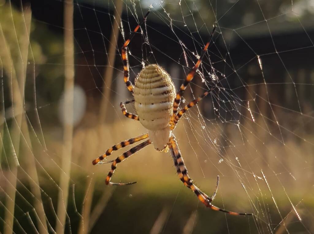 Banded Garden Spider (Argiope trifasciata), Alice Springs NT