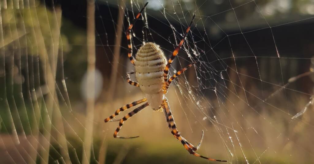 Banded Garden Spider (Argiope trifasciata), Alice Springs NT