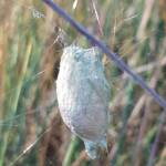Egg sac of the Banded Garden Spider (Argiope trifasciata), Alice Springs NT