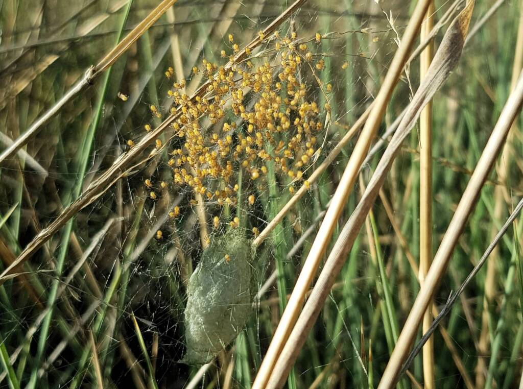 Egg sac of the Banded Garden Spider (Argiope trifasciata), Alice Springs NT