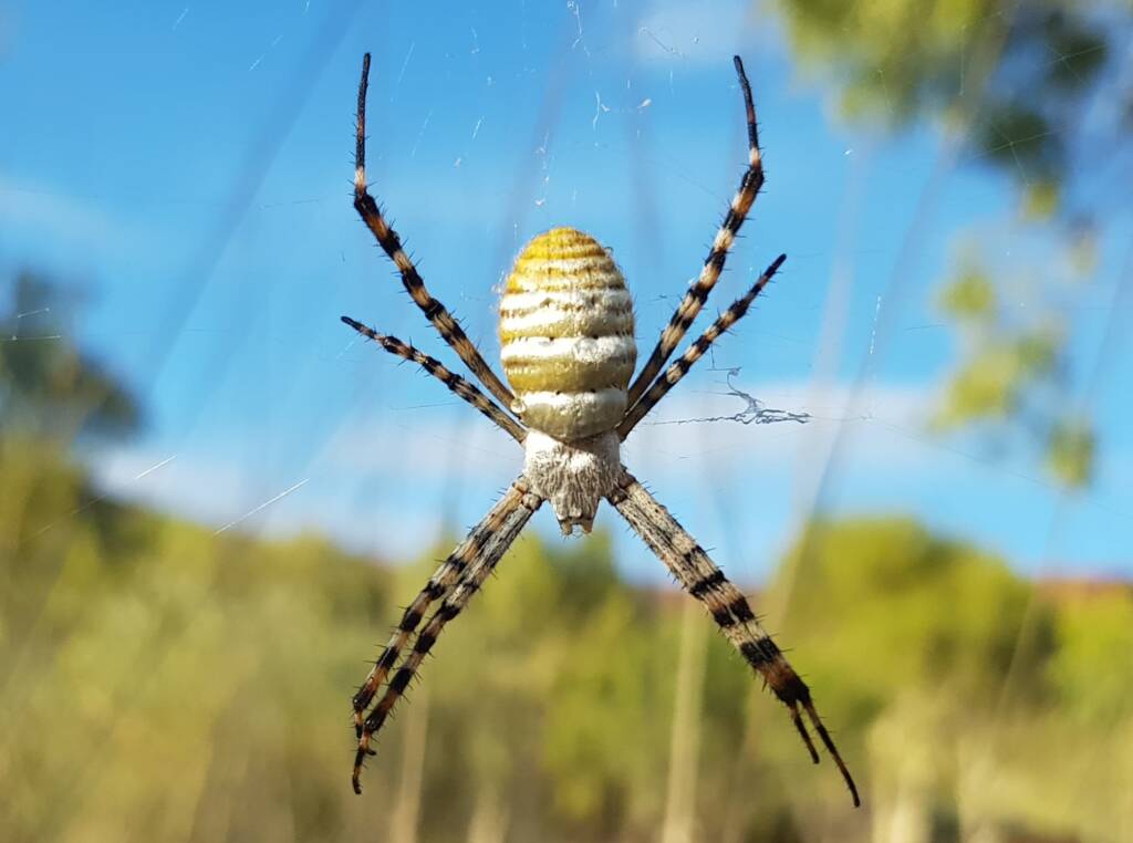 Banded Garden Spider (Argiope trifasciata), Alice Springs NT