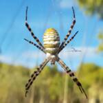 Banded Garden Spider (Argiope trifasciata), Alice Springs NT