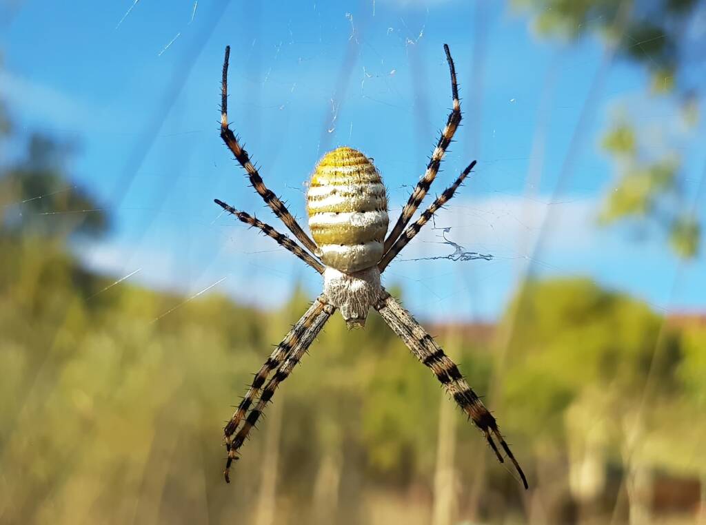 Banded Garden Spider (Argiope trifasciata), Alice Springs NT