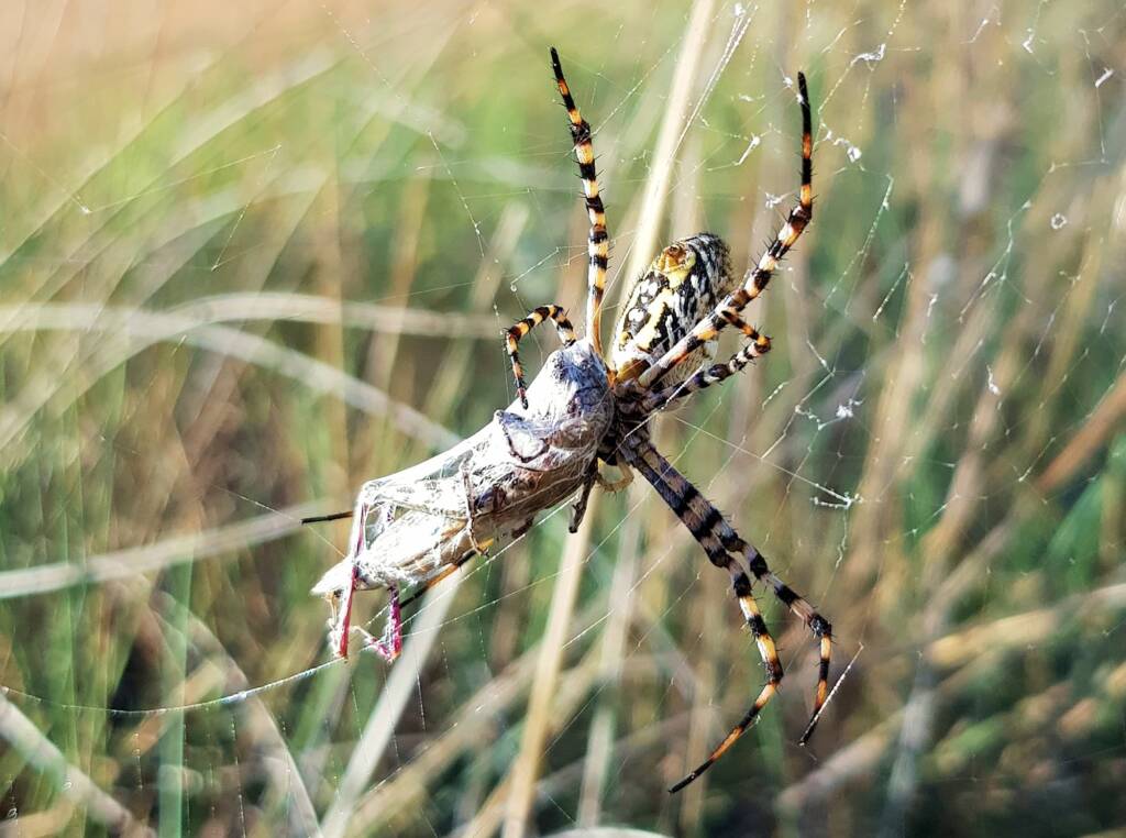 Banded Garden Spider (Argiope trifasciata) with prey, Alice Springs NT