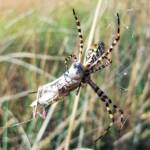 Banded Garden Spider (Argiope trifasciata) with prey, Alice Springs NT