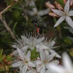 Reed Bee (Braunsapis sp) on Calytrix tetragona (Heath myrtle), Ballandean QLD © Marc Newman