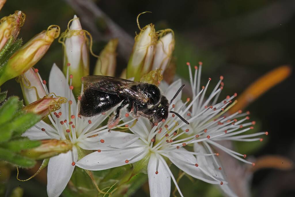 Reed Bee (Braunsapis sp), Ballandean QLD © Marc Newman