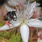 Reed Bee (Braunsapis sp) on Calytrix tetragona (Heath myrtle), Ballandean QLD © Marc Newman
