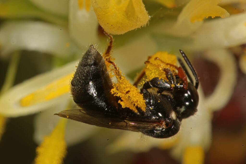 Reed Bee (Braunsapis sp) on Cone Stick, Girraween QLD © Marc Newman