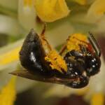 Reed Bee (Braunsapis sp) on Cone Stick, Girraween QLD © Marc Newman