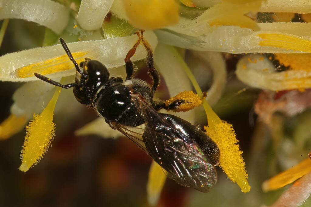 Reed Bee (Braunsapis sp) on Cone Stick, Girraween QLD © Marc Newman