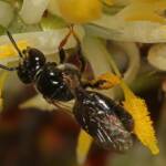 Reed Bee (Braunsapis sp) on Cone Stick, Girraween QLD © Marc Newman