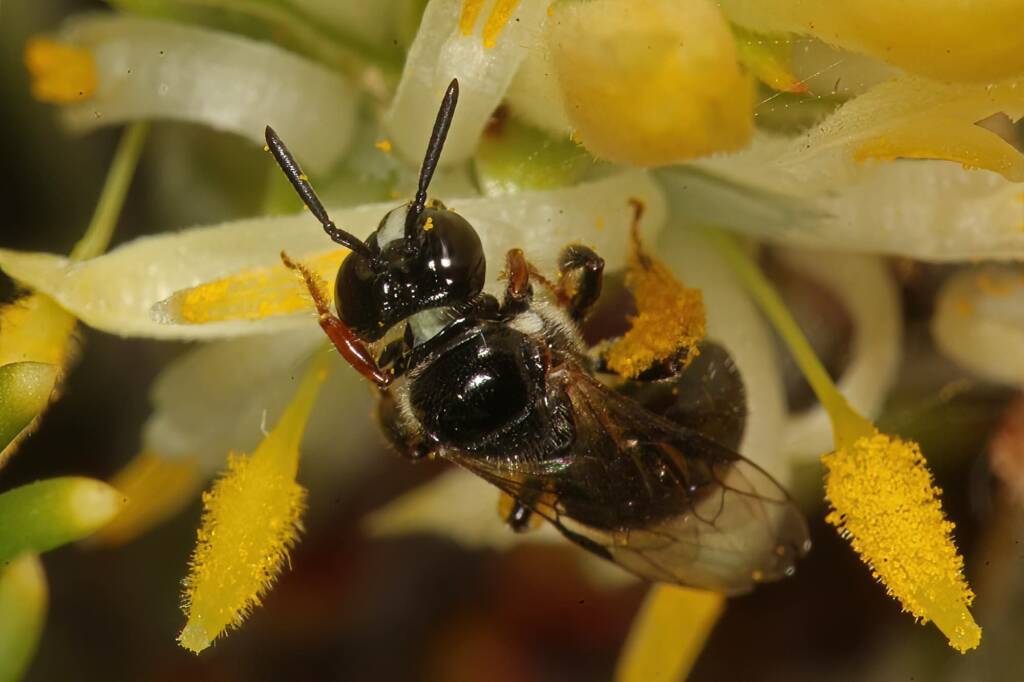 Reed Bee (Braunsapis sp) on Cone Stick, Girraween QLD © Marc Newman