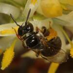 Reed Bee (Braunsapis sp) on Cone Stick, Girraween QLD © Marc Newman