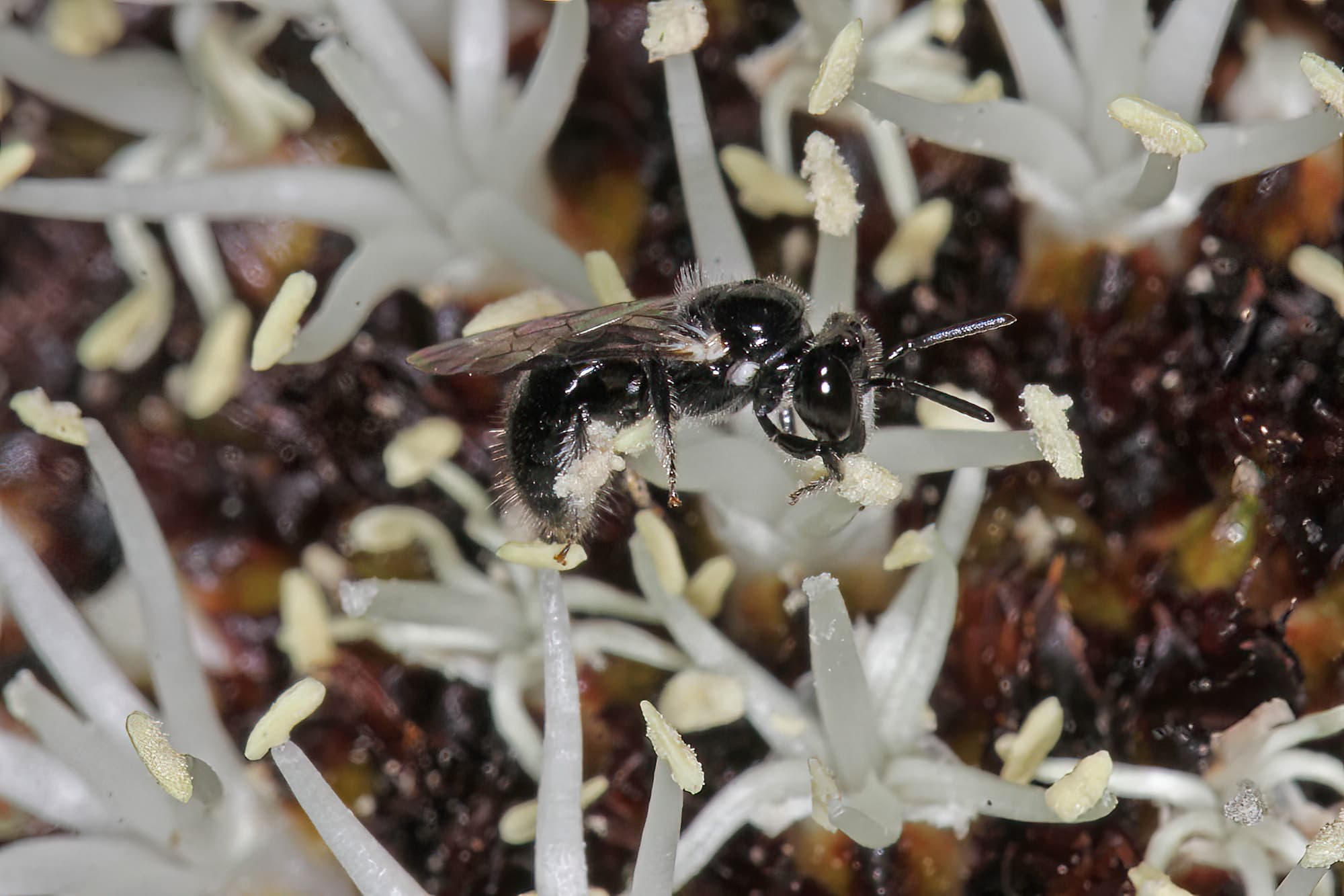 Reed Bee (Braunsapis sp), Ballandean QLD © Marc Newman