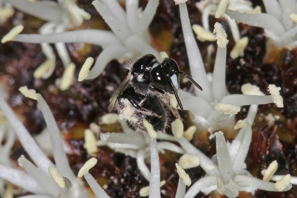Reed Bee (Braunsapis sp), Ballandean QLD © Marc Newman