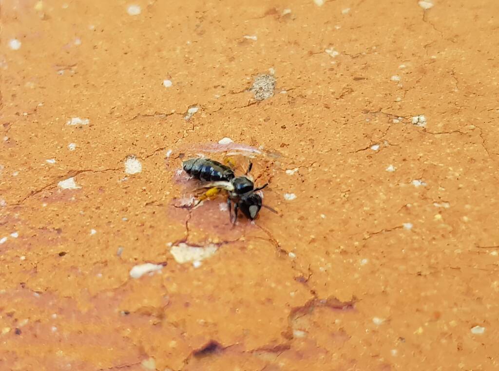 Braunsapis sp (rescued from a swimming pool), Alice Springs NT